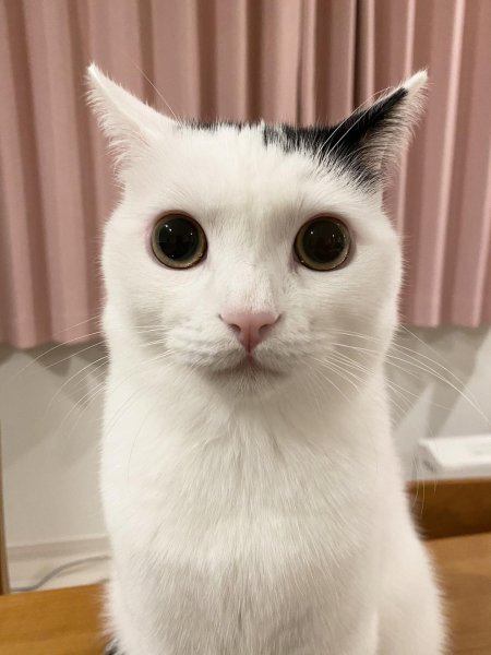 Белый кот из мемов
