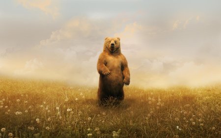 Медведь в поле