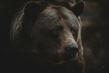 Медведь хищник