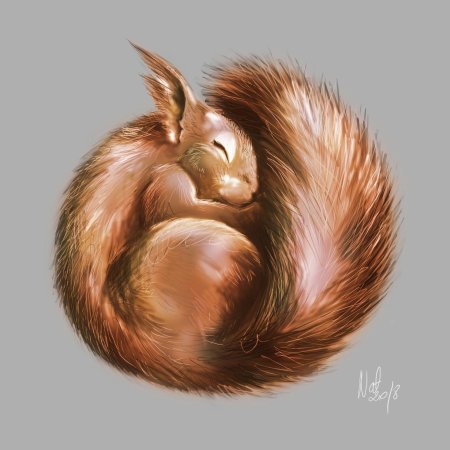 Рисунки белка