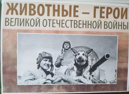 Животные великой отечественной войны