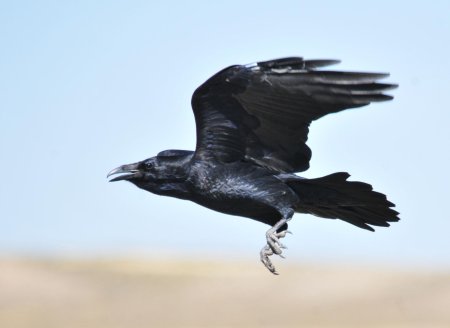 Corvus corax птица