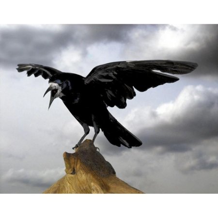 Corvus corax птица