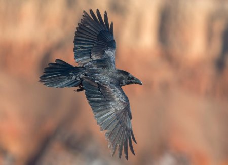 Corvus corax птица
