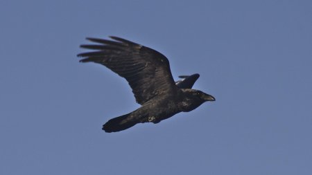 Corvus corax птица