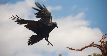 Corvus corax птица