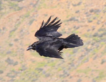 Ворон corvus corax
