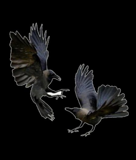 Crow flying