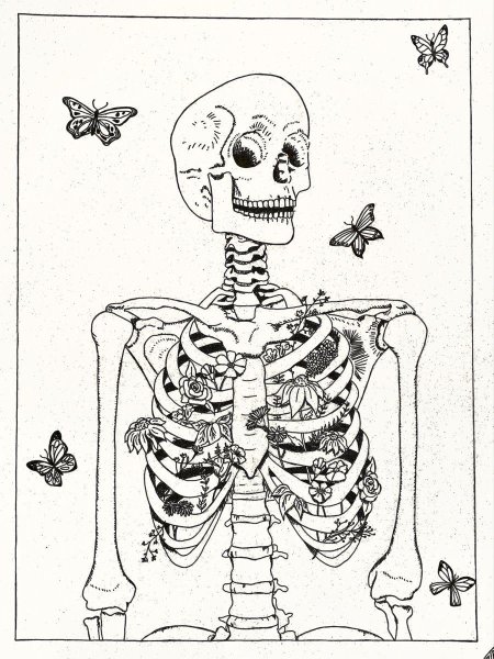 Рисунки скелет