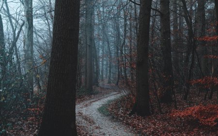 Мрачный осенний лес
