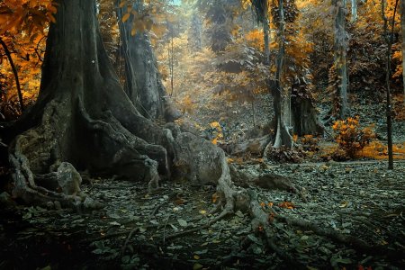 В дремучем лесу