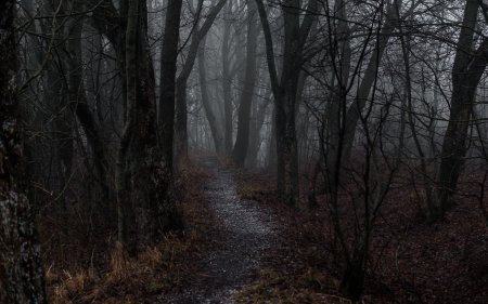 Лес мрачный