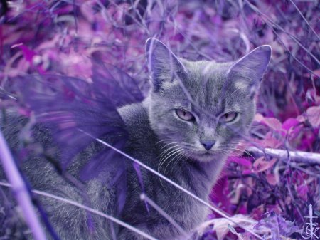 Фиолетовая кошка