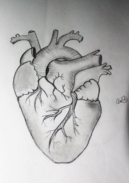 Рисунок сердца человека карандашом