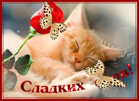 Открытка спокойной ночи с котятами