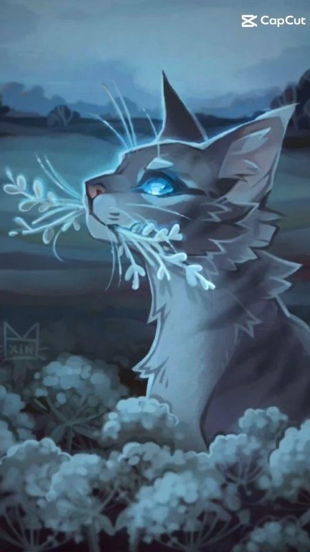 Кот воители