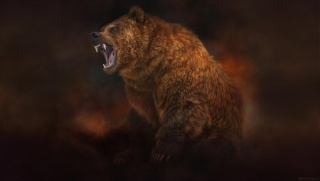 Медведь гризли злой
