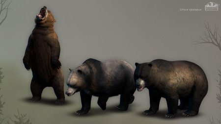 Ursus spelaeus