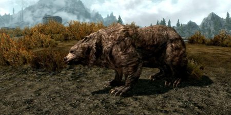 Медведь the elder scrolls v skyrim