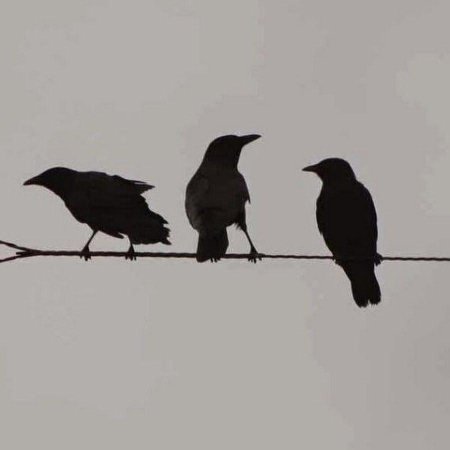 Силуэт ворона