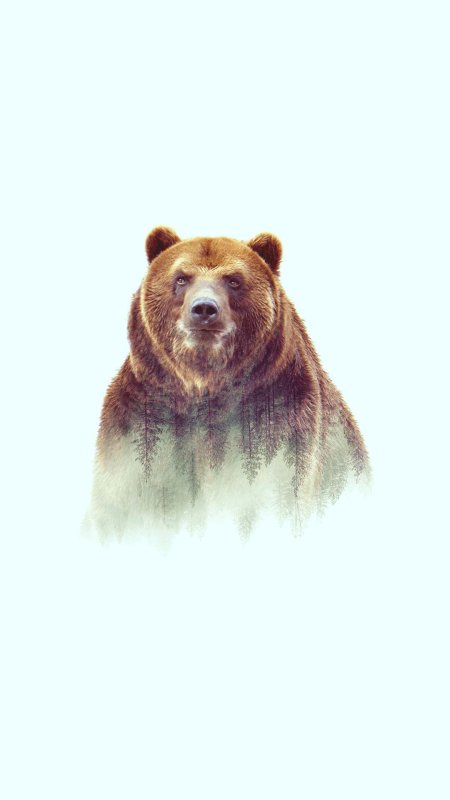 Медведи гризли