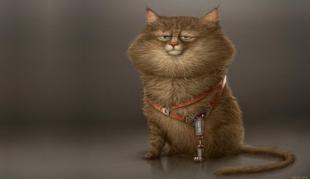 Котик