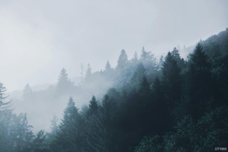 Лес в тумане