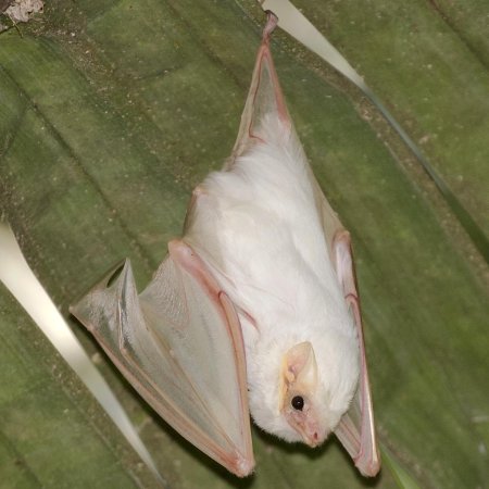 Белый мешкокрыл (diclidurus albus)