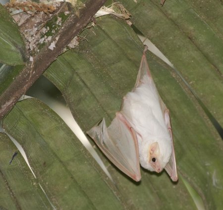 Белый мешкокрыл (diclidurus albus)