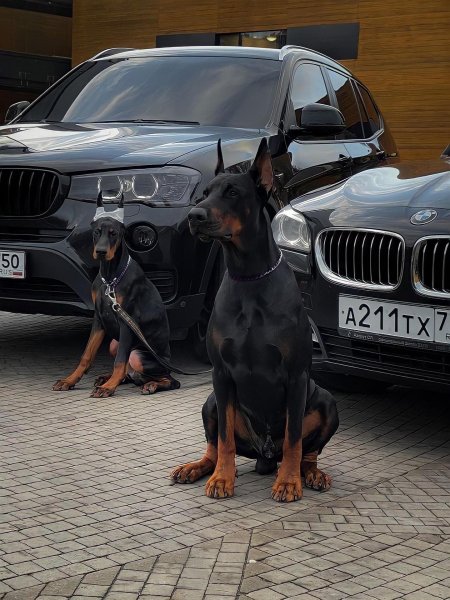 Доберман х5 bmw