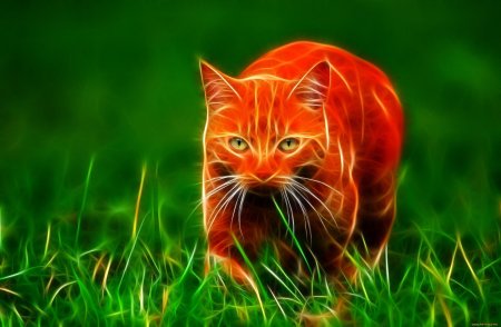 Рыжие коты