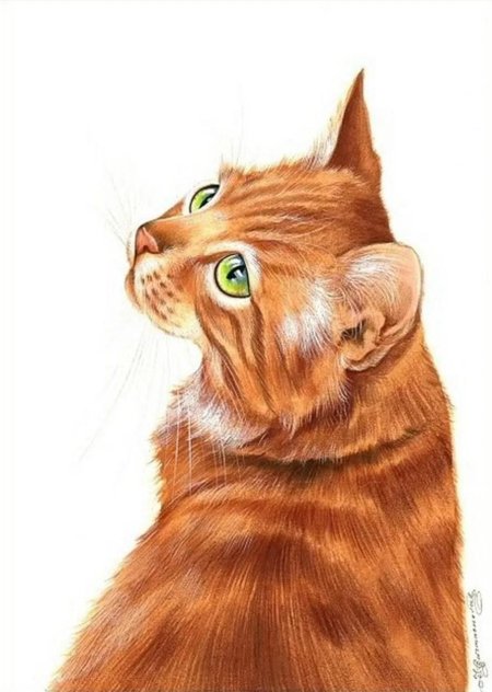 Кошка рыжая