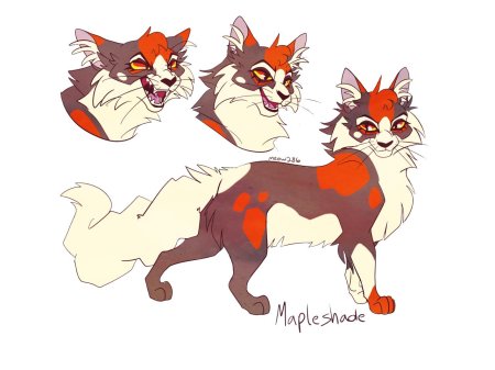 Коты воители кленовница