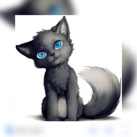 Коты воители серо белый кот