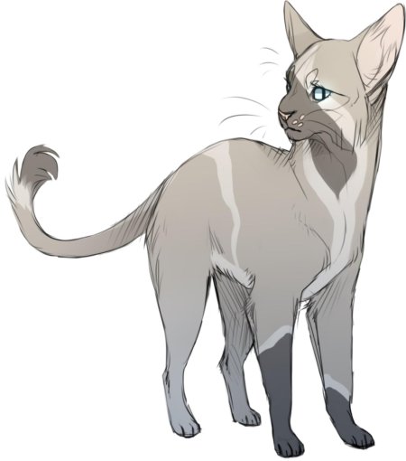 Белоус коты воители