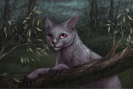 Коты воители одноглазые коты