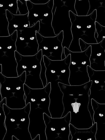 Котики фон