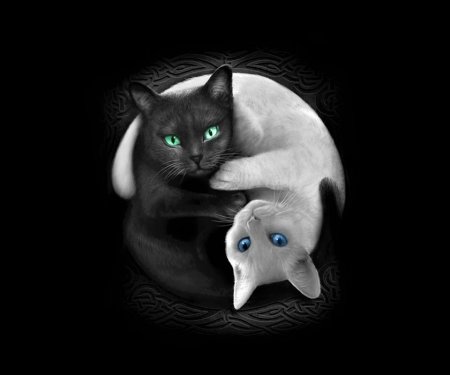 Кот инь янь