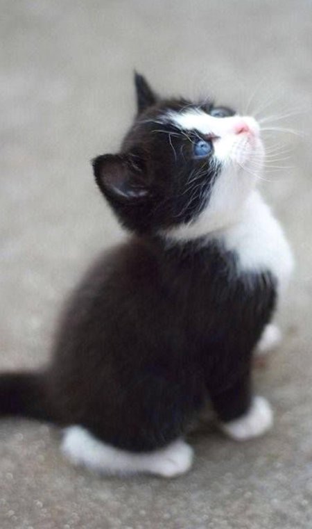 Котенок черно белый