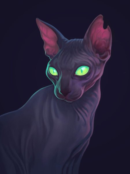 Кошка сфинкс