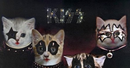 Группа кисс кот