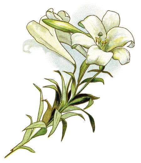 Лилии рисунки