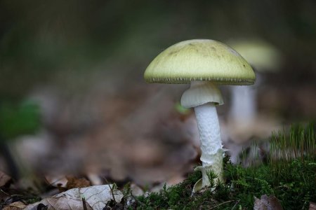 Бледная поганка гриб