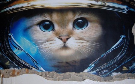 Кот космонавт