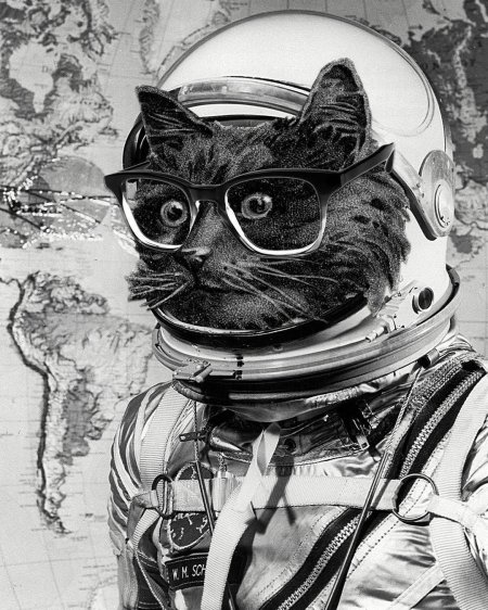 Кот космонавт