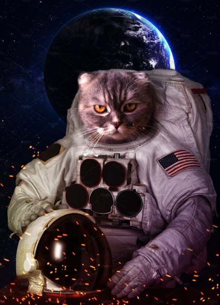 Кот космонавт