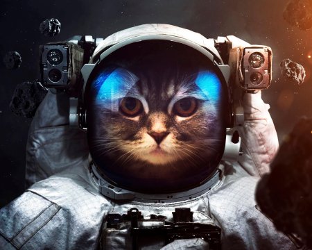 Кот космонавт
